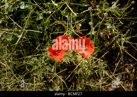 Wilder Mohn in Bereichen des antiken Ephesus Stockfoto