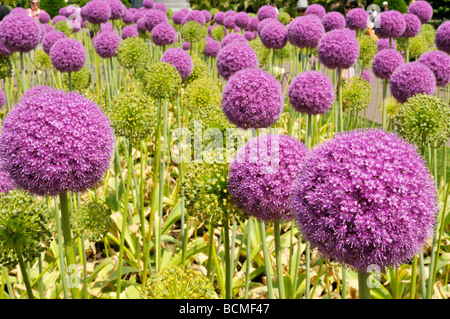 Blüte lila Riese Allium Pflanzen in Blüte in der Boston Public Gardens Stockfoto