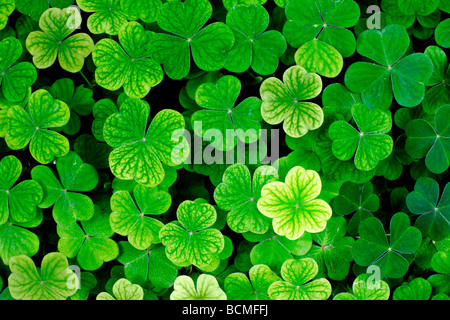 Vierblättriges Kleeblatt stehen in einem Bett aus drei Kleeblatt. Stockfoto