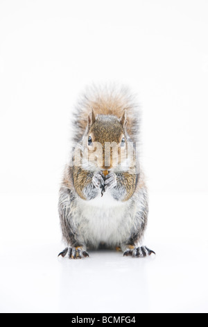 Graue Eichhörnchen Essen eine Nuss auf weißem Hintergrund. Stockfoto