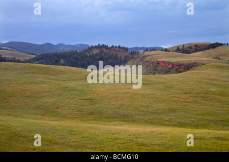 Grünland entlang der Wildlife Loop Road, Custer State Park, South Dakota Stockfoto