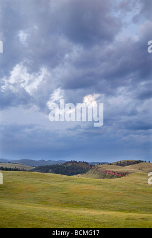 Grünland entlang der Wildlife Loop Road, Custer State Park, South Dakota Stockfoto