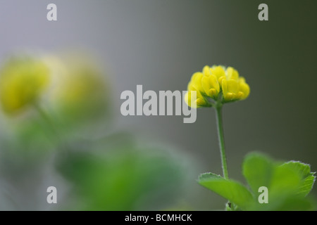 Black Medick Medicago Lupulina Somerset UK Stockfoto