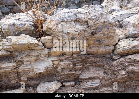 Versteinerte Stamm in Lésbos, Griechenland Stockfoto
