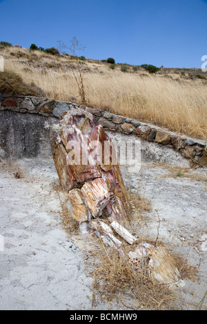 Versteinerte Stamm in Lesbos, Griechenland Stockfoto