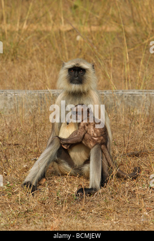 Hanuman Languren Affe Presbytis Entellus Mutter sitzt auf dem Boden mit einem Neugeborenen Baby auf ihrem Knie Blickkontakt Stockfoto