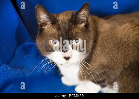 Porträt einer gemeinsamen braune und weiße Haus Katze mit weißen Stiefeln Stockfoto