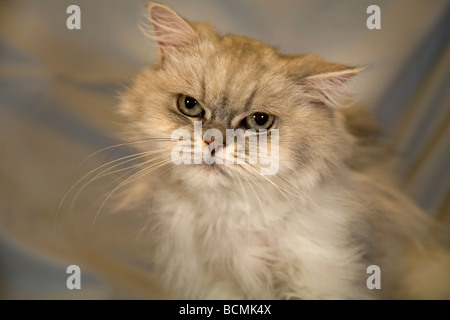 Eine gemeinsame langhaarige Perser Hauskatze Stockfoto