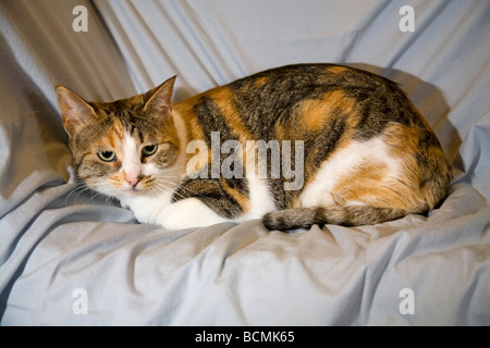 Eine gemeinsame kurzen Haaren Tan weiße und schwarze Hauskatze mit grünen Augen Stockfoto