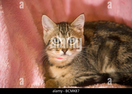 Eine gemeinsame mittlere schwarzhaarige Haus Katze Kätzchen auf einem Sofa oder Bett liegend Stockfoto