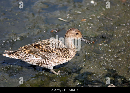 Pintail oder nördliche Pintail (Anas Acuta). Stockfoto