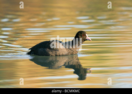 Eurasische Blässhuhn Fulica atra Stockfoto