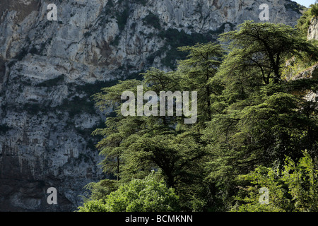 Natur am Fluss Sorgue in der Nähe von Fontaine de Vaucluse Provence Frankreich Europa Stockfoto