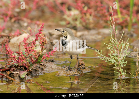 Weiße Bachstelze Motacilla Alba Israel Oktober 2008 Stockfoto