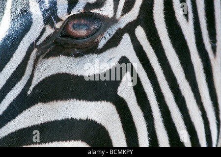extreme Nahaufnahme von der Seite eines Zebras Stockfoto