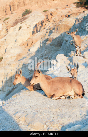 Israels Negev nubischen Steinbock Capra Ibex Nubiana AKA Capra Nubiana mehrere Exemplare in einer gehört Stockfoto