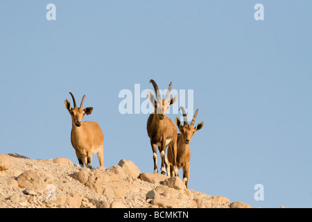 Israels Negev nubischen Steinbock Capra Ibex Nubiana AKA Capra Nubiana mehrere Exemplare in einer gehört Stockfoto