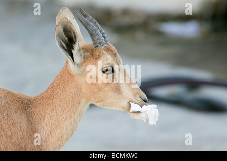 Israels Negev nubischen Steinbock Capra Ibex Nubiana AKA Capra Nubiana Nahaufnahme einer jungen Probe Essen Papier Stockfoto