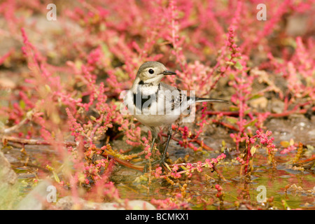 Weiße Bachstelze Motacilla Alba Israel Oktober 2008 Stockfoto