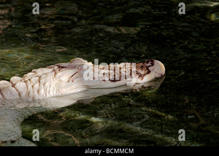 Albino amerikanischer Alligator Alligator mississippiensis Stockfoto