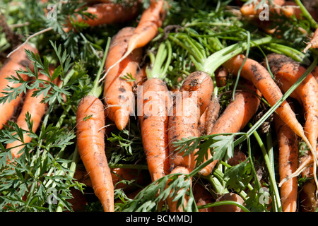 Handverlesene Karotten auf Garsons wählen Ihre eigene Farm in Esher, United Kingdom Stockfoto