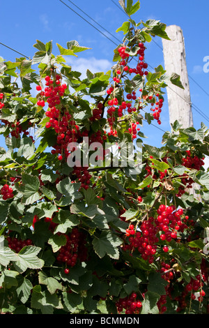 Rote Johannisbeeren auf Garsons wählen Sie Ihren eigenen Bauernhof in Esher, United Kingdom Stockfoto