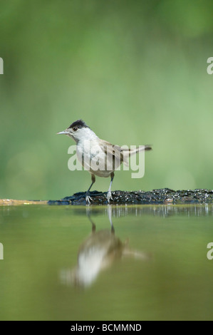 Mönchsgrasmücke Sylvia Atricapilla Ungarn männlichen Stockfoto