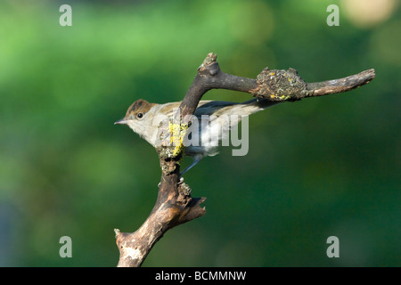 Mönchsgrasmücke Sylvia Atricapilla weibliche Ungarn Stockfoto