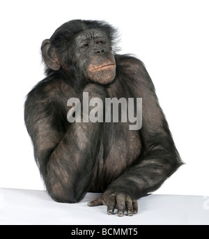 Nachdenkliche Affe an einem Tisch, Mischling zwischen Schimpanse und Bonobo, 20 Jahre alt, vor einem weißen Hintergrund Stockfoto
