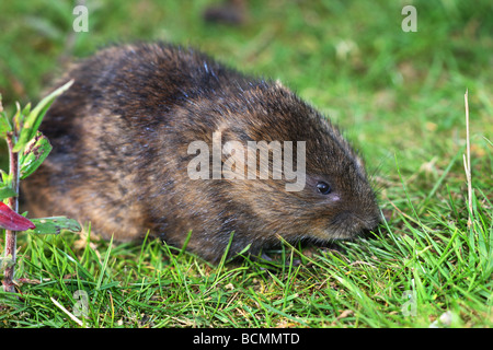 Schermaus am Teich-Ufer. Stockfoto