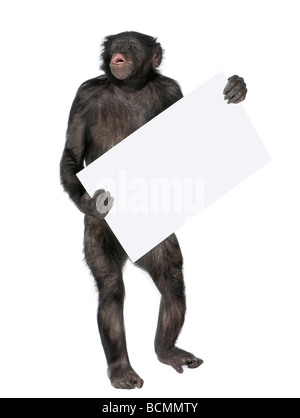 Affe, Mischling zwischen Schimpanse und Bonobo, 20 Jahre alt, Holding leere weiße Fahne und schreien Stockfoto