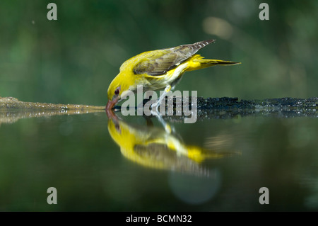 Pirol-Oriolus Oriolus Ungarn Stockfoto