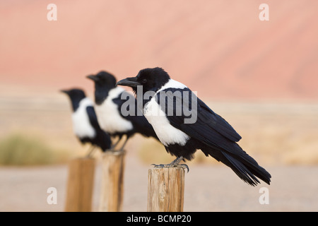 Trauerschnäpper Krähen in der Namib-Wüste Namibia Afrika Stockfoto