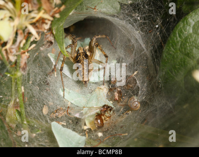 Labyrinth-Spinne töten eine fliegende Ameise auf einem Teppich aus kleinen smaragdgrünen Motte Flügeln in Web-Eingang Stockfoto