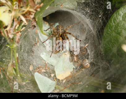 Labyrinth-Spinne töten eine fliegende Ameise auf einem Teppich aus kleinen smaragdgrünen Motte Flügeln in Web-Eingang Stockfoto