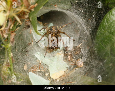 Labyrinth-Spinne töten eine fliegende Ameise auf einem Teppich aus kleinen smaragdgrünen Motte Flügeln in Web-Eingang Stockfoto