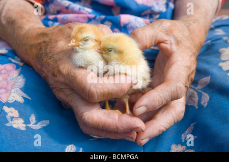 alte Bäuerin Huhn in ihren faltigen Händen hält Stockfoto
