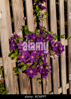 Lila Clematis wachsen durch Lattenzaun. Stockfoto