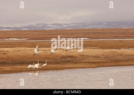 TUNDRA SCHWÄNE DIE FLUCHT IN SICHERHEIT SOUND Stockfoto