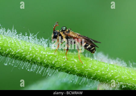 Honigbiene und Tau in den parks Stockfoto