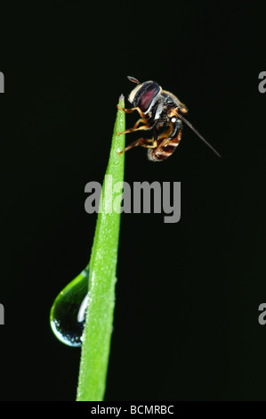 Honigbiene und Tau in den parks Stockfoto