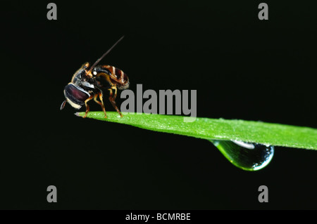 Honigbiene und Tau in den parks Stockfoto