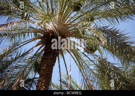 Geerntet werden die Palmen in der Oase Tozeur, Tunesien für ihre Termine. Stockfoto