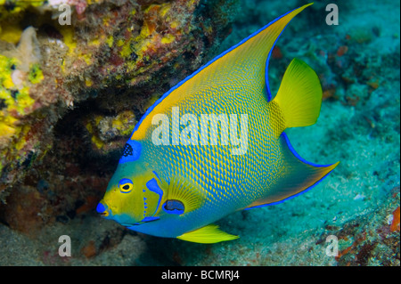 Königin-Kaiserfisch (Holacanthus Ciliaris) fotografiert im Breakers Riff in Palm Beach, FL Stockfoto