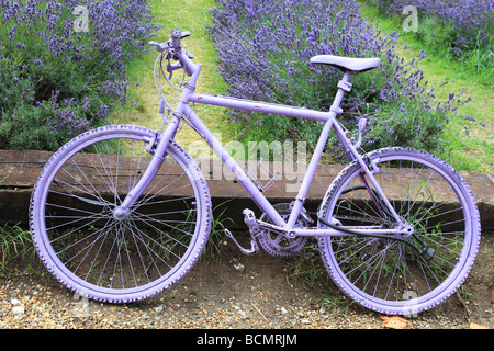 Lavendel Feld und Fahrrad Banstead Surrey England Stockfoto