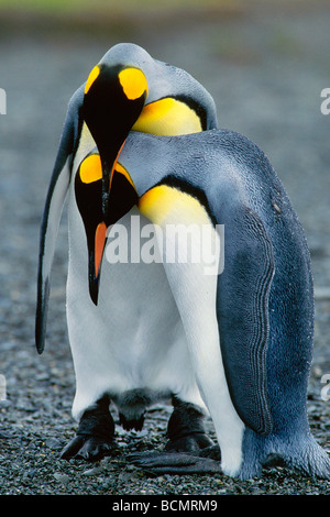 Königspinguine Stockfoto