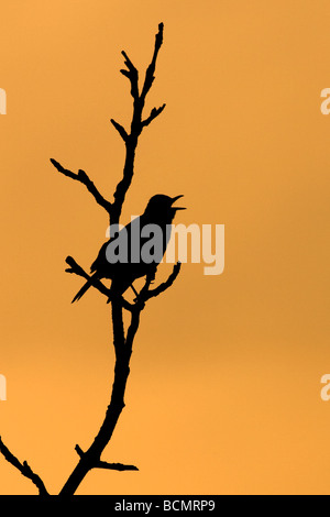 Silhouette der eine männliche Amsel (Turdus Merula) singen bei Dämmerung, Cambridgeshire, England, UK Stockfoto