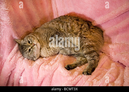 Eine gemeinsame mittlere schwarzhaarige Haus Katze Kätzchen auf einem Sofa oder Bett liegend Stockfoto