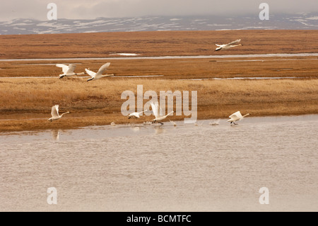 TUNDRA SCHWÄNE DIE FLUCHT IN SICHERHEIT SOUND Stockfoto