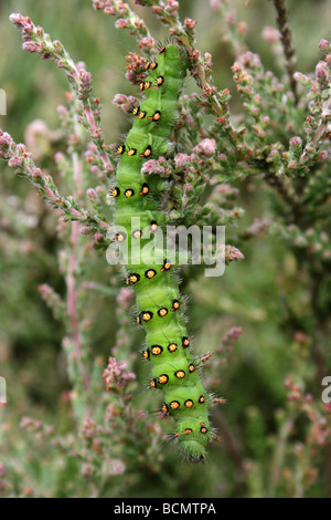 Kaiser-Motte Caterpillar Saturnia Pavonia Taken in Cannock Chase, England, UK Stockfoto